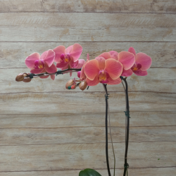 Orquídea Phalaenopsis 2 Hastes Pote 15 - Cor Variada + Chocolate